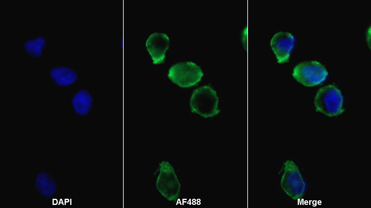 Monoclonal Antibody to Fc Fragment Of IgG Low Affinity IIIa Receptor (FcgR3A)