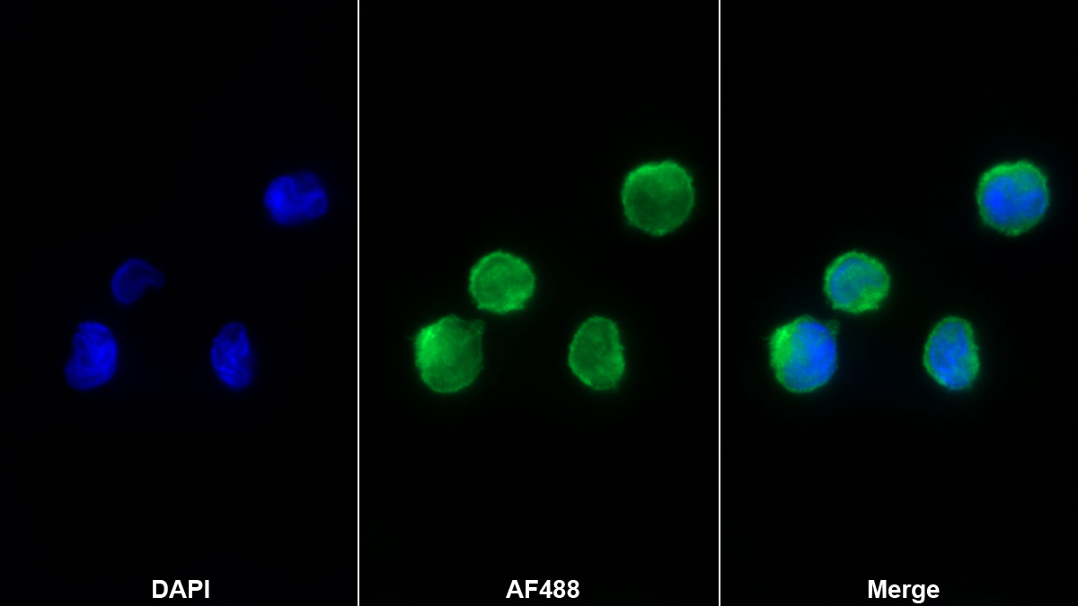 Monoclonal Antibody to Fc Fragment Of IgG Low Affinity IIIa Receptor (FcgR3A)