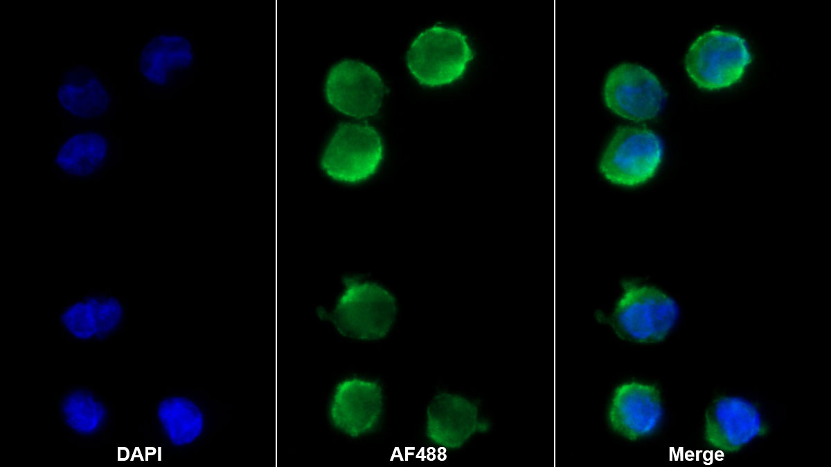 Monoclonal Antibody to Fc Fragment Of IgG Low Affinity IIIa Receptor (FcgR3A)