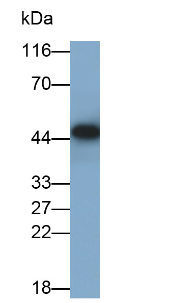 Monoclonal Antibody to Cathepsin D (CTSD)