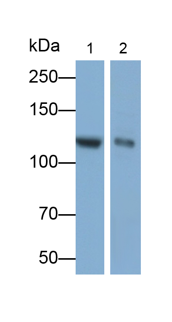 Monoclonal Antibody to Integrin Alpha V (ITGaV)