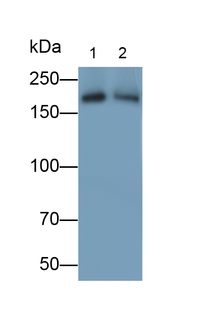 Monoclonal Antibody to Integrin Alpha 1 (ITGa1)