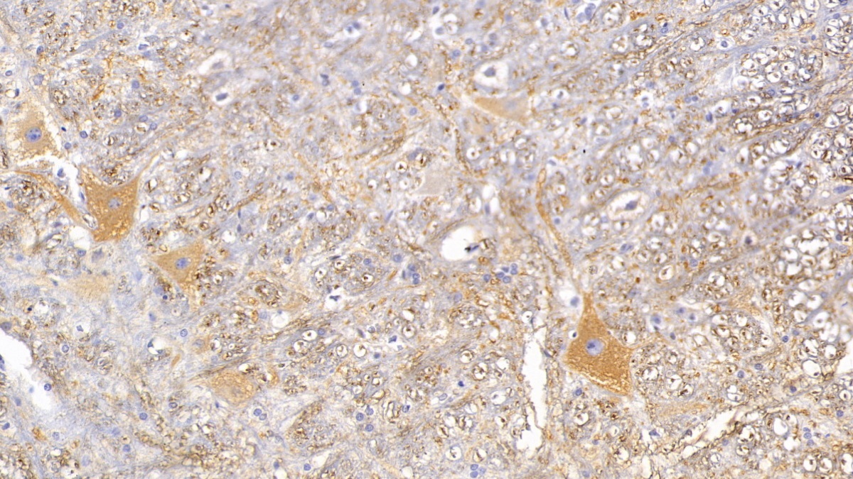 Monoclonal Antibody to Microtubule Associated Protein 2 (MAP2)