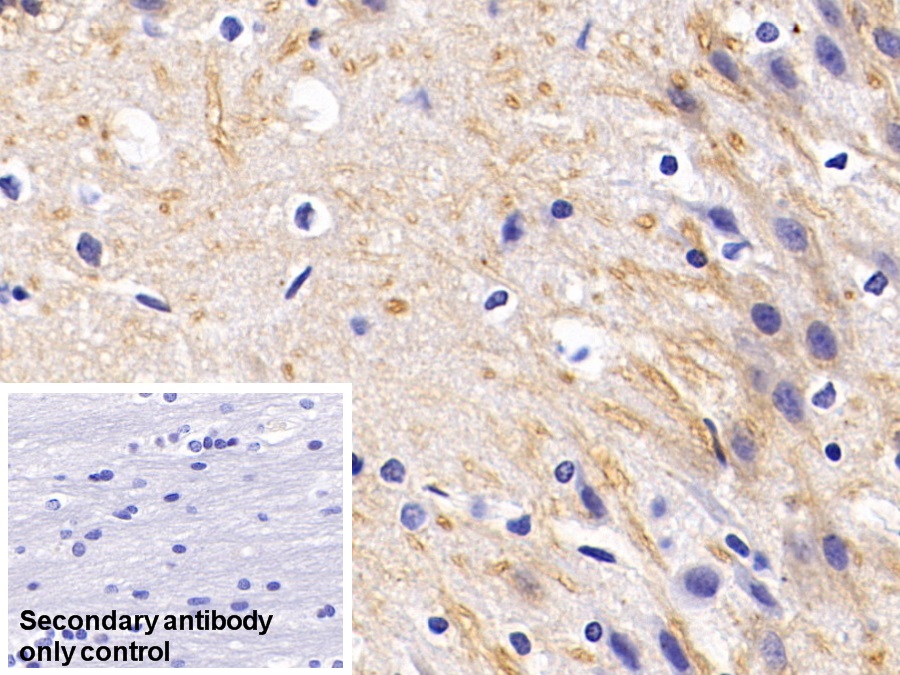 Monoclonal Antibody to Microtubule Associated Protein 2 (MAP2)