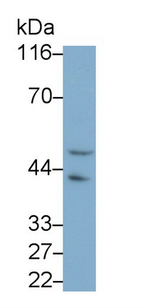 Monoclonal Antibody to Beta Actin (ACTB)