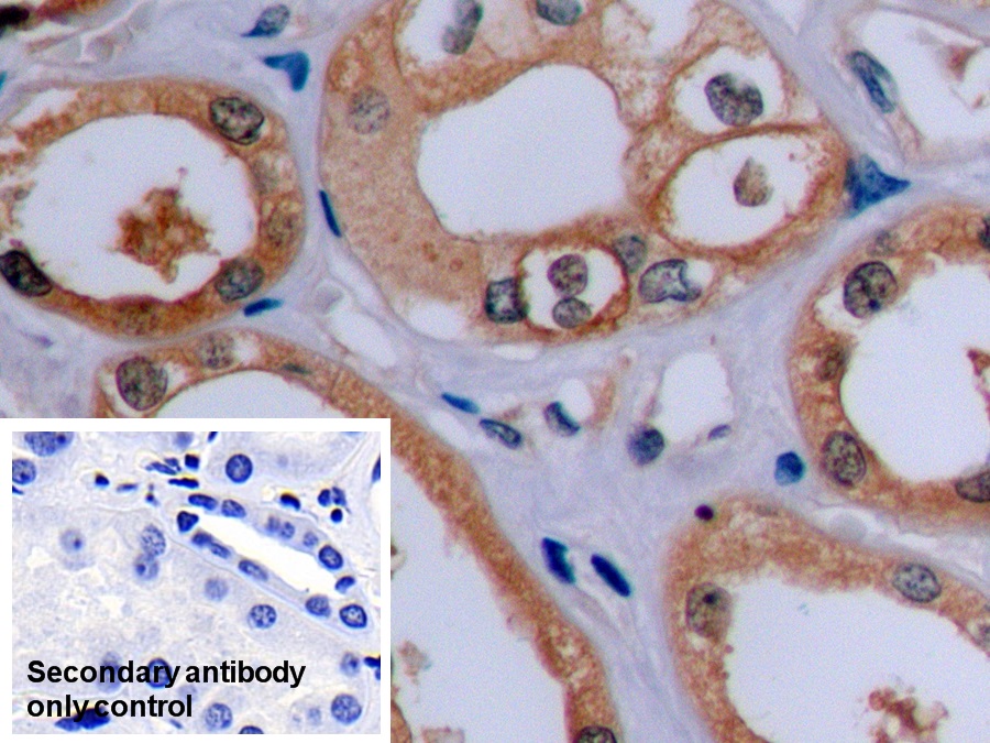 Monoclonal Antibody to Beta Actin (ACTB)