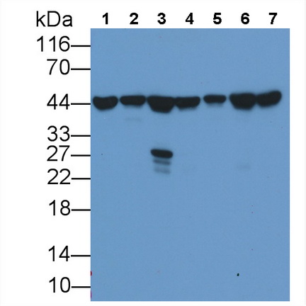 Monoclonal Antibody to Beta Actin (ACTB)