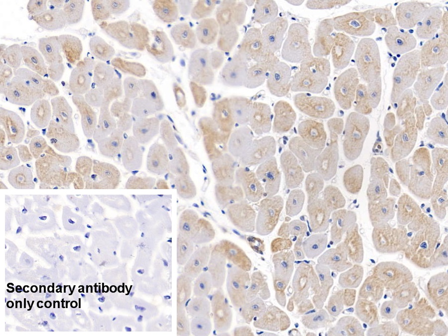 Monoclonal Antibody to Beta Actin (ACTB)