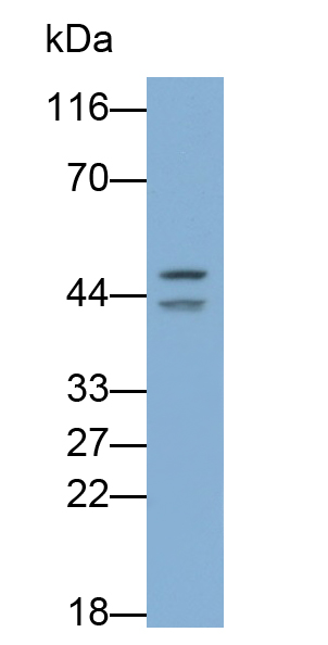 Monoclonal Antibody to Beta Actin (ACTB)