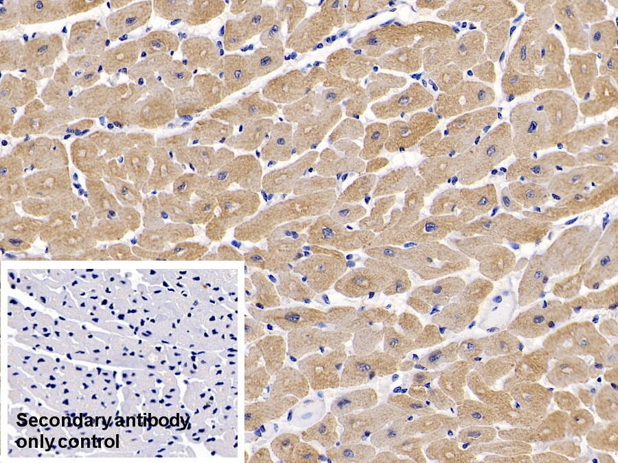 Monoclonal Antibody to Actin Alpha 1, Cardiac Muscle (ACTC1)