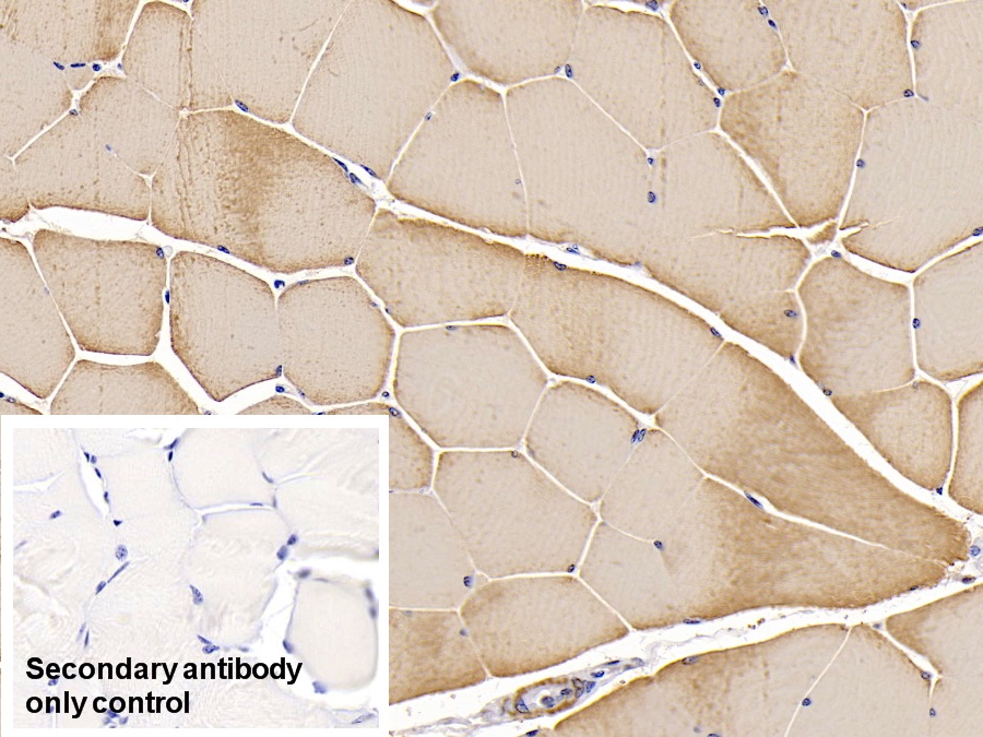 Monoclonal Antibody to Actin Alpha 1, Cardiac Muscle (ACTC1)