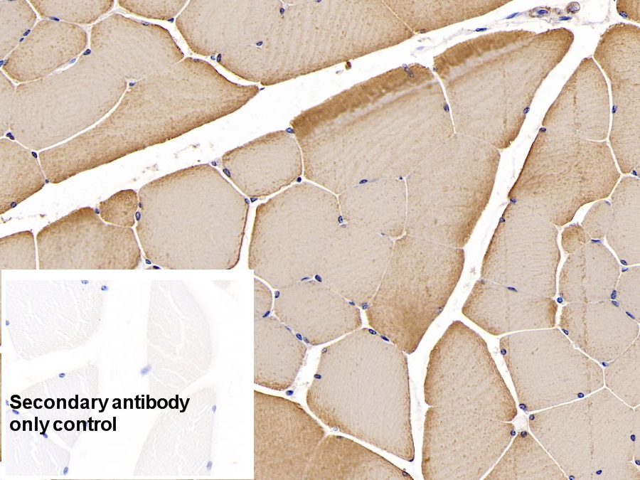 Monoclonal Antibody to Actin Alpha 1, Cardiac Muscle (ACTC1)