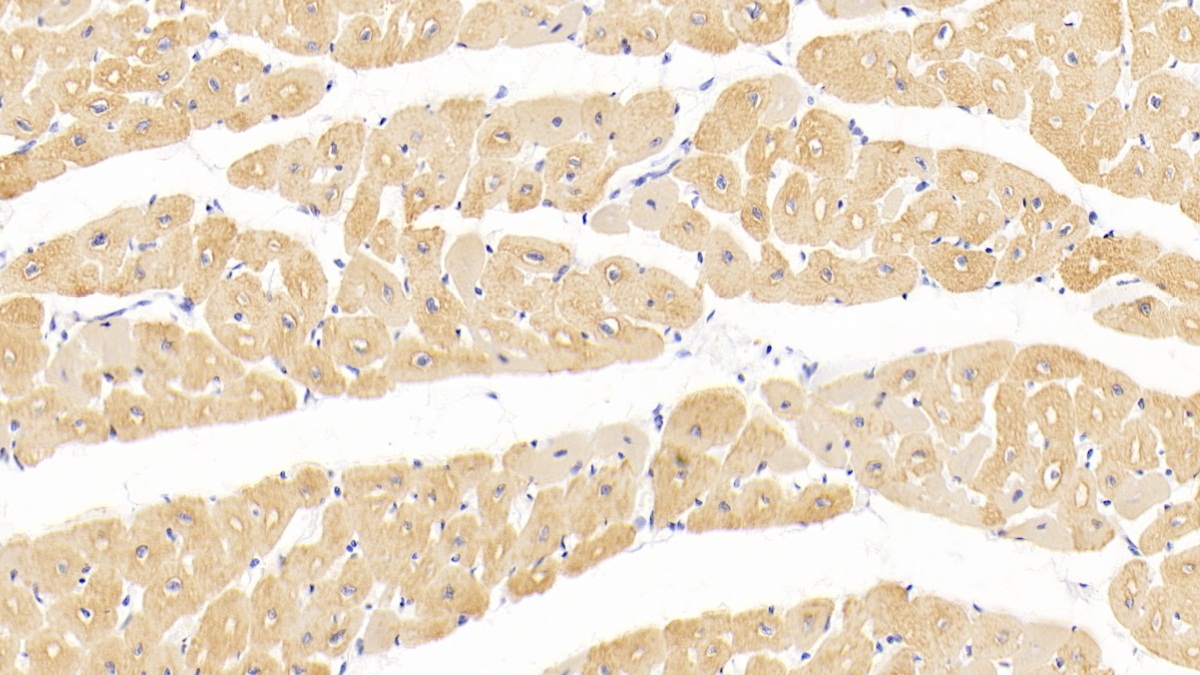 Monoclonal Antibody to Actin Alpha 1, Cardiac Muscle (ACTC1)