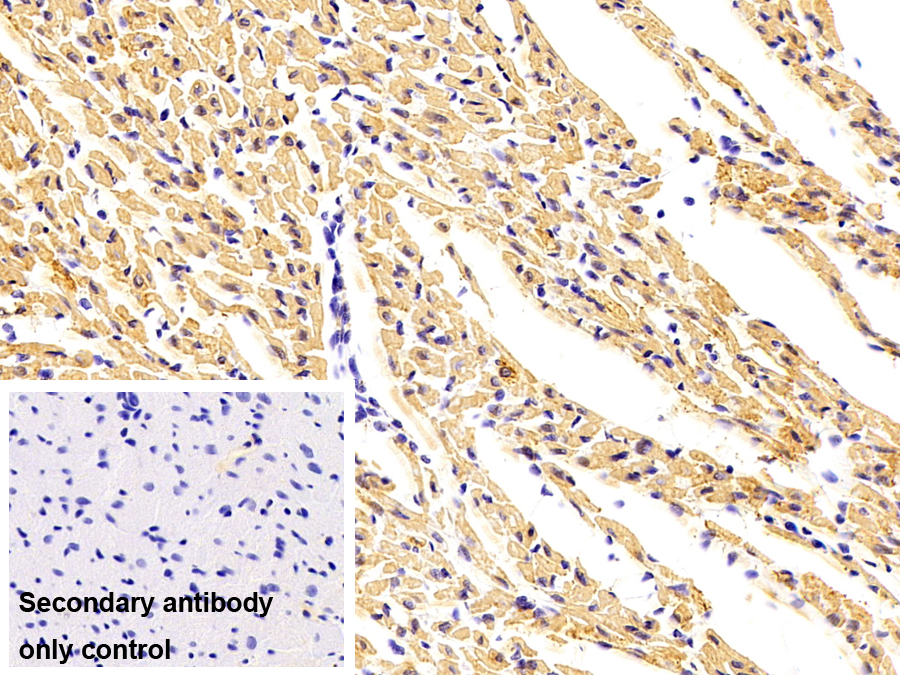 Monoclonal Antibody to Actin Alpha 1, Cardiac Muscle (ACTC1)