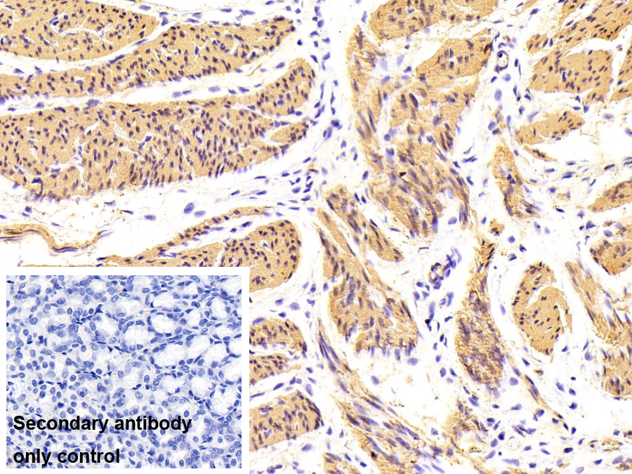 Monoclonal Antibody to Actin Alpha 1, Cardiac Muscle (ACTC1)