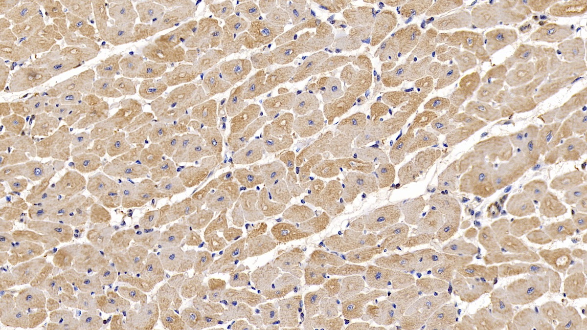 Monoclonal Antibody to Actin Alpha 1, Cardiac Muscle (ACTC1)