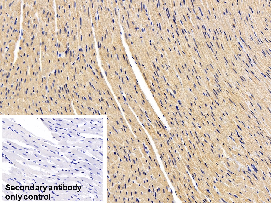 Monoclonal Antibody to Actin Alpha 1, Cardiac Muscle (ACTC1)