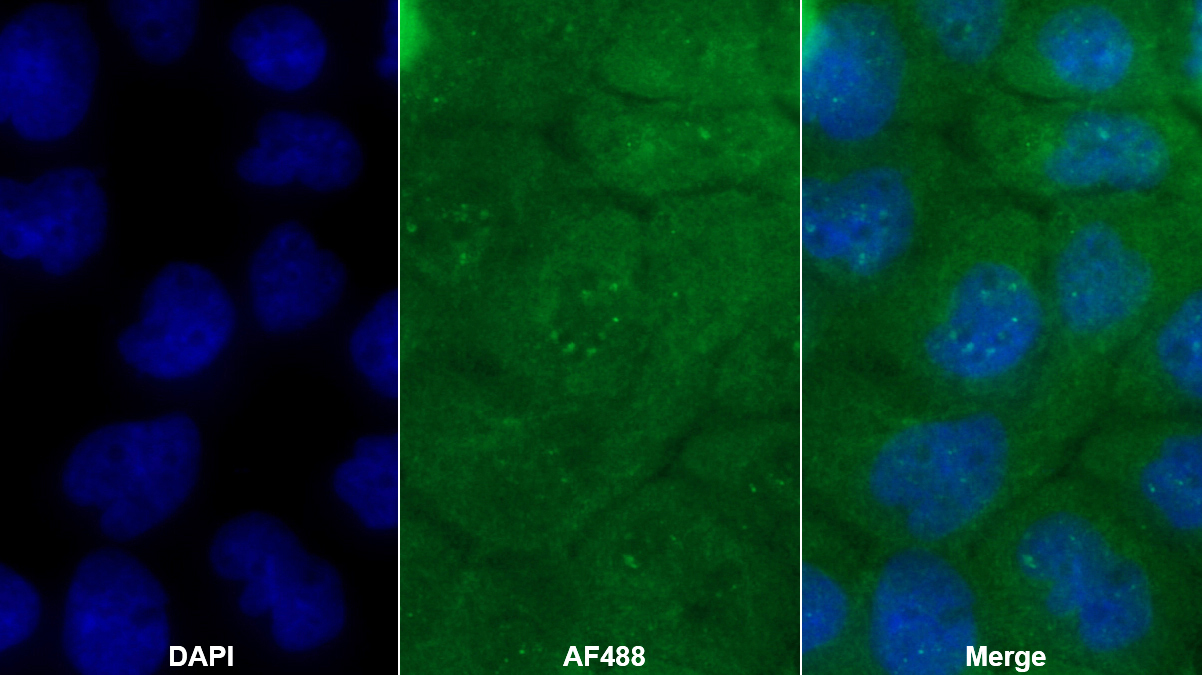 Monoclonal Antibody to Tetraspanin 30Cluster of Differentiation 63 (CD63)