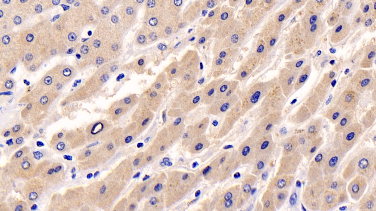 Monoclonal Antibody to Extracellular Signal Regulated Kinase 1 (ERK1)