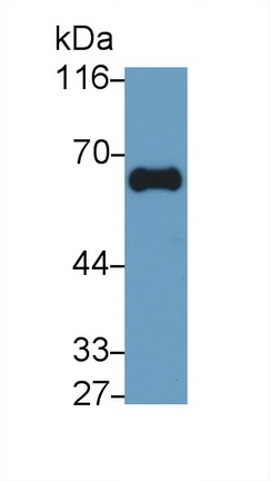 Monoclonal Antibody to Gamma-Glutamyltransferase 1 (gGT1)