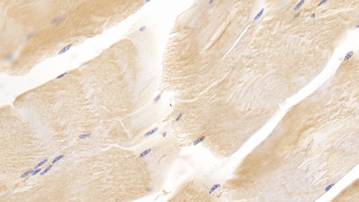 Monoclonal Antibody to Cluster of Differentiation 90 (CD90)