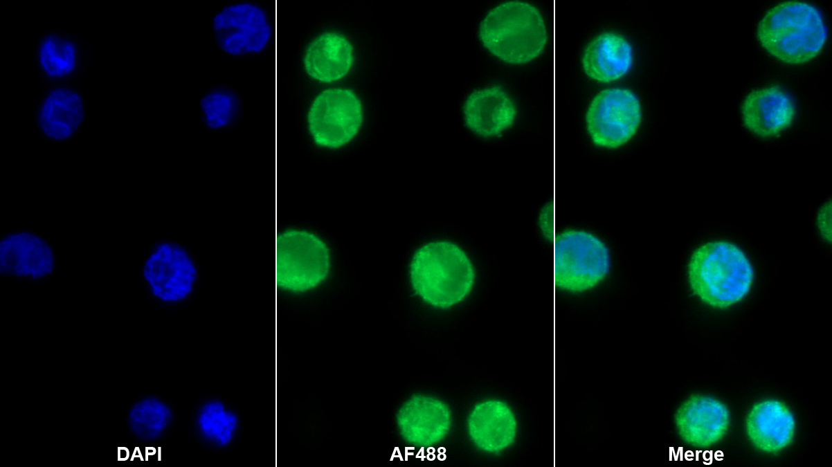 Monoclonal Antibody to Azurocidin (AZU)