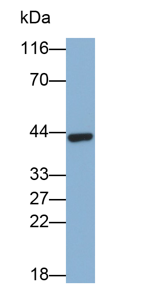 Monoclonal Antibody to Chitinase-3-like Protein 1 (CHI3L1)