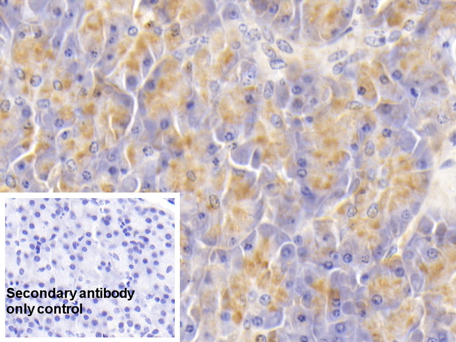 Monoclonal Antibody to Salivary Alpha Amylase (AMY1A)