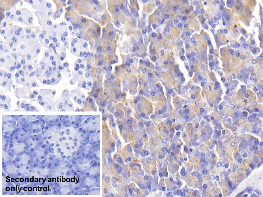 Monoclonal Antibody to Salivary Alpha Amylase (AMY1A)