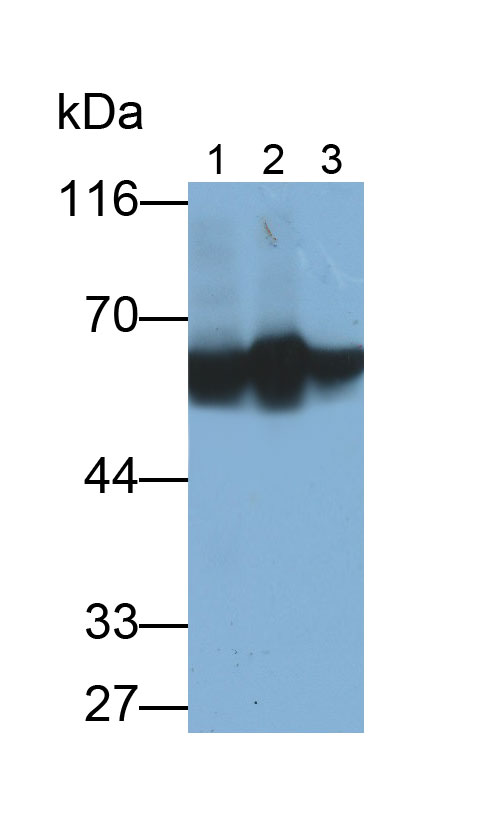 Monoclonal Antibody to Salivary Alpha Amylase (AMY1A)