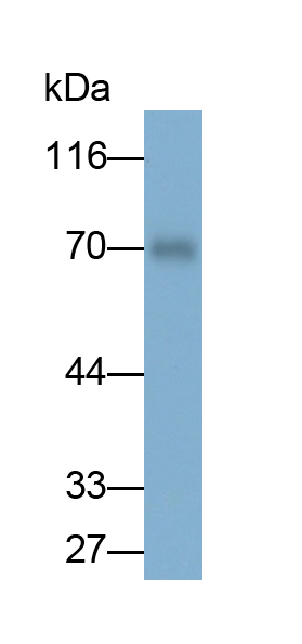 Monoclonal Antibody to Dystrophin (DMD)