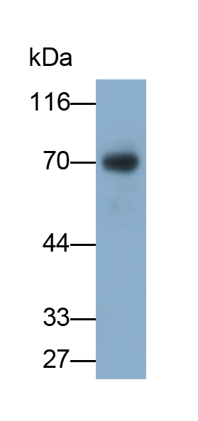 Monoclonal Antibody to Dystrophin (DMD)