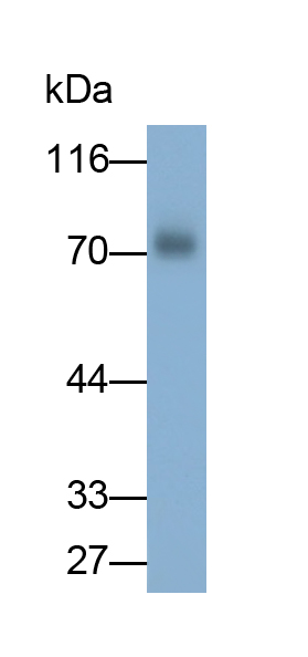 Monoclonal Antibody to Dystrophin (DMD)