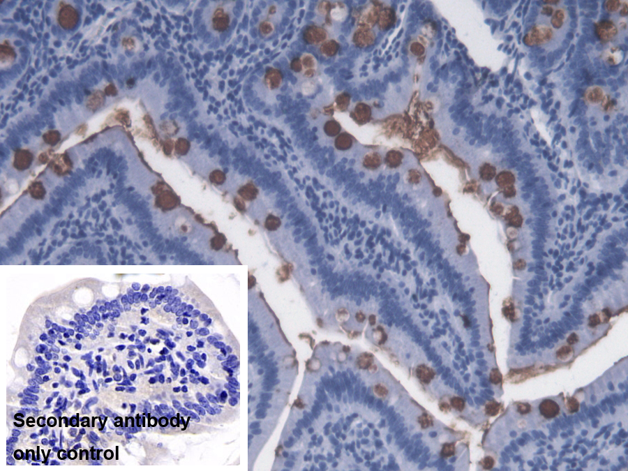 Monoclonal Antibody to Lipopolysaccharide (LPS)