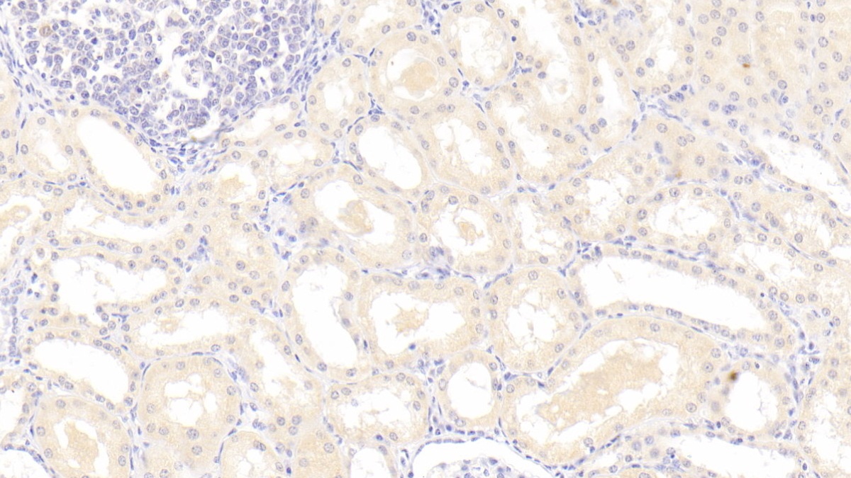 Monoclonal Antibody to Indoleamine-2,3-Dioxygenase (IDO)