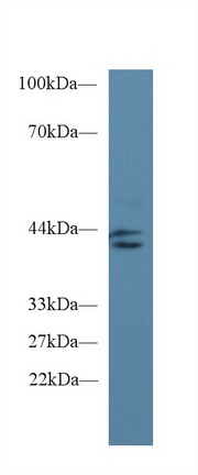 Monoclonal Antibody to Indoleamine-2,3-Dioxygenase (IDO)