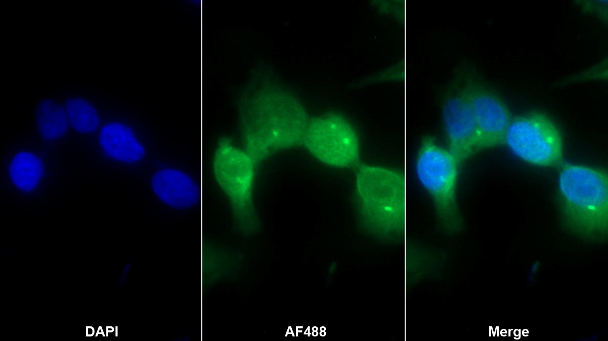 Monoclonal Antibody to Indoleamine-2,3-Dioxygenase (IDO)