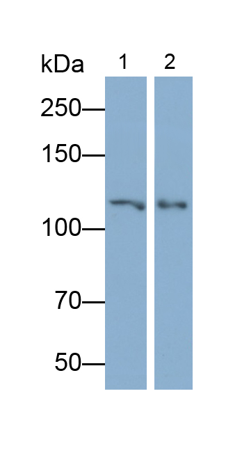 Monoclonal Antibody to A Disintegrin And Metalloprotease 17 (ADAM17)