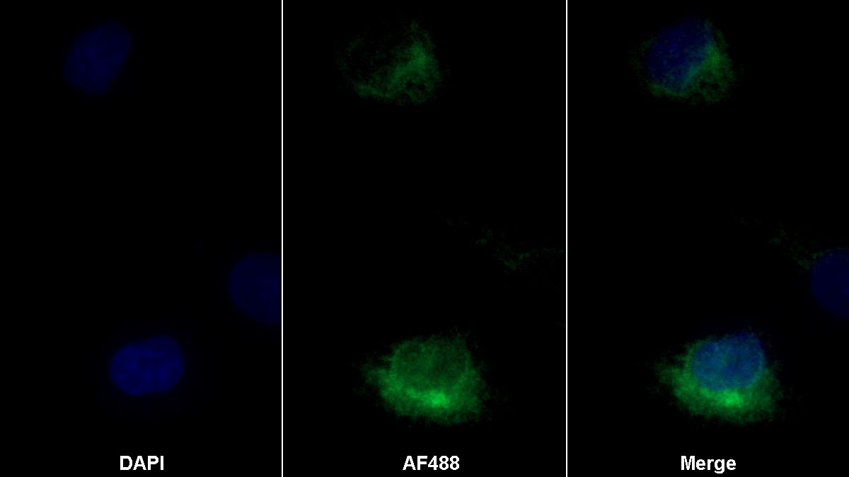 Monoclonal Antibody to Cluster Of Differentiation 164 (CD164)