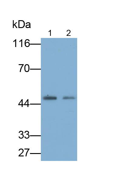 Monoclonal Antibody to Neuraminidase (NEU)