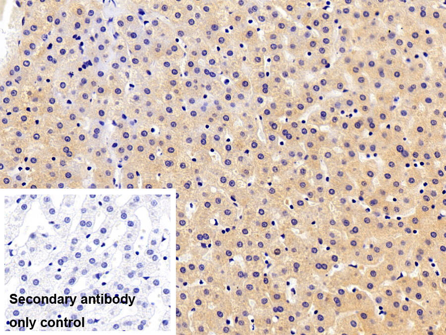 Monoclonal Antibody to Neuraminidase (NEU)