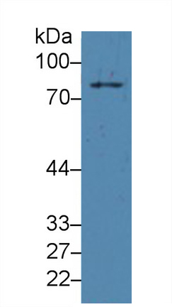 Monoclonal Antibody to Cytosolic Phospholipase A2 (PLA2G4)