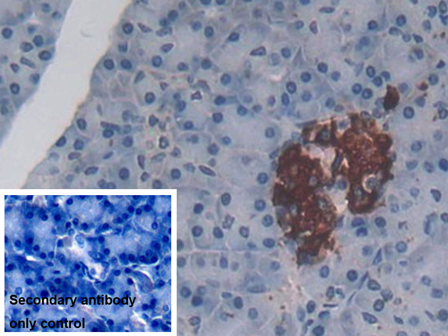 Monoclonal Antibody to Cytosolic Phospholipase A2 (PLA2G4)