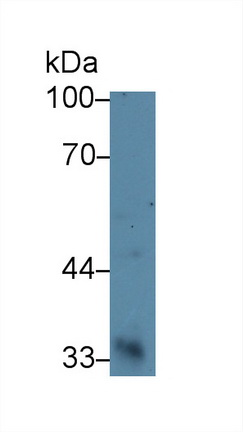 Monoclonal Antibody to Myostatin (MSTN)