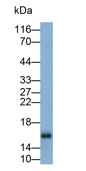 Monoclonal Antibody to Myostatin (MSTN)