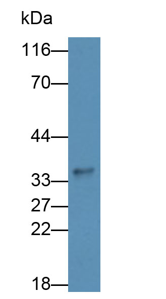 Monoclonal Antibody to Myostatin (MSTN)