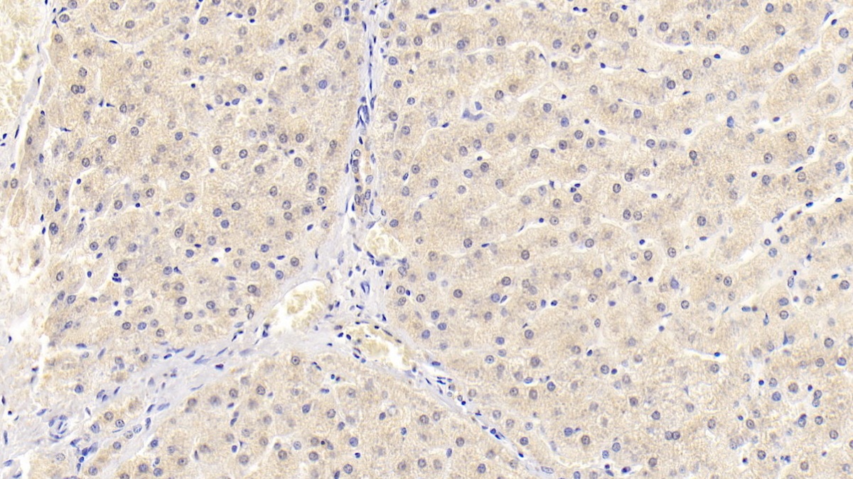 Monoclonal Antibody to CD300 Antigen Like Family Member C (CD300c)