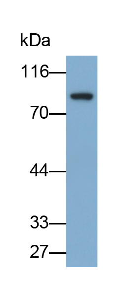 Monoclonal Antibody to Melanotransferrin (MFI2)