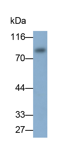 Monoclonal Antibody to Melanotransferrin (MFI2)