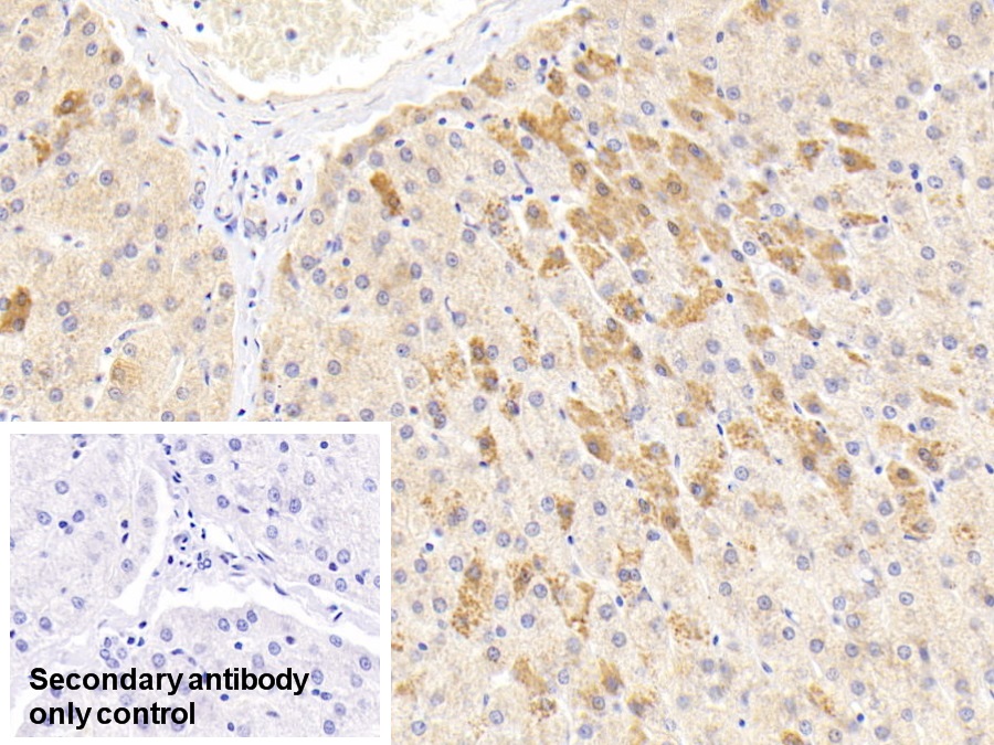 Monoclonal Antibody to Alpha-1-Antitrypsin (a1AT)